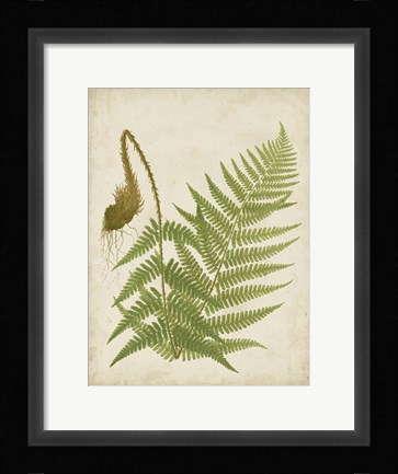 Framed Fern Trio I Print