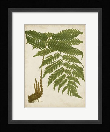 Framed Fern Trio II Print