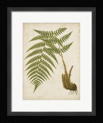 Framed Fern Trio III Print