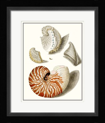 Framed Collected Shells I Print