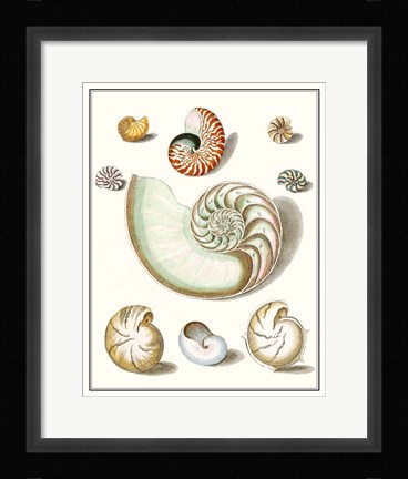 Framed Collected Shells II Print
