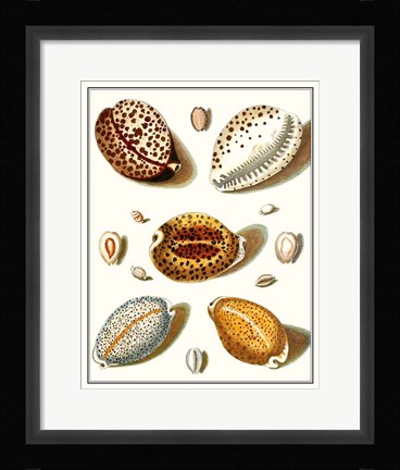 Framed Collected Shells III Print