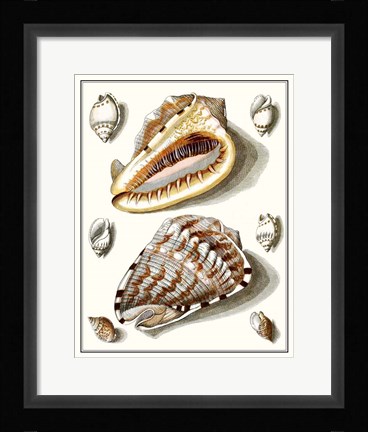 Framed Collected Shells IV Print