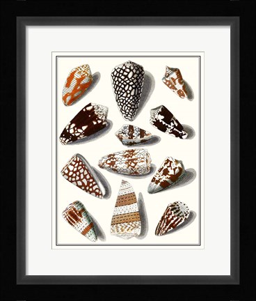 Framed Collected Shells V Print