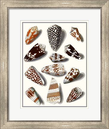 Framed Collected Shells V Print