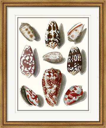 Framed Collected Shells VI Print