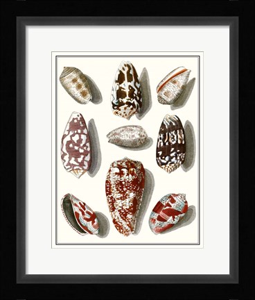 Framed Collected Shells VI Print
