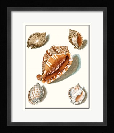 Framed Collected Shells VII Print