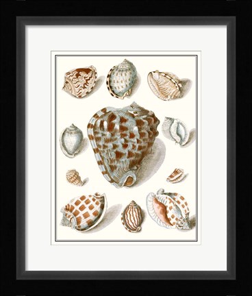 Framed Collected Shells VIII Print