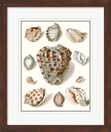 Framed Collected Shells VIII Print