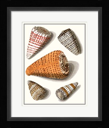 Framed Collected Shells IX Print