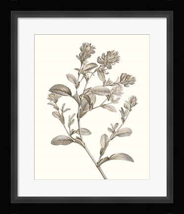 Framed Neutral Botanical Study II Print