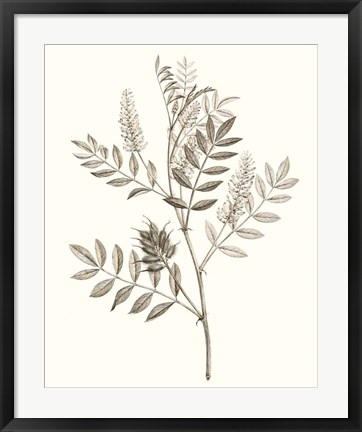Framed Neutral Botanical Study III Print