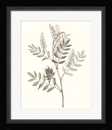 Framed Neutral Botanical Study III Print