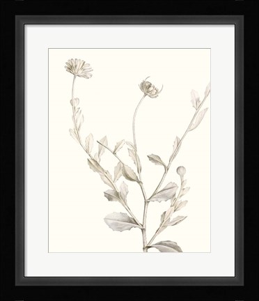 Framed Neutral Botanical Study IV Print