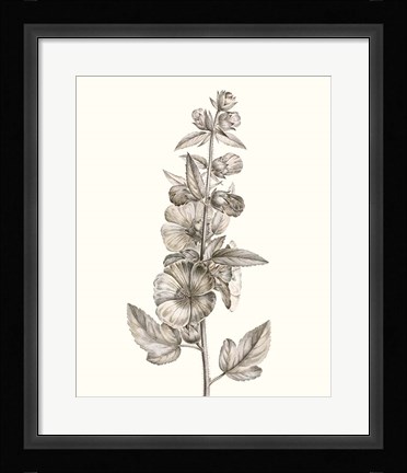 Framed Neutral Botanical Study V Print