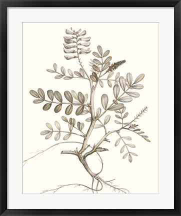 Framed Neutral Botanical Study VI Print