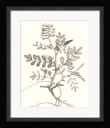 Framed Neutral Botanical Study VI Print