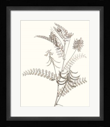 Framed Neutral Botanical Study VII Print