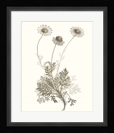 Framed Neutral Botanical Study VIII Print