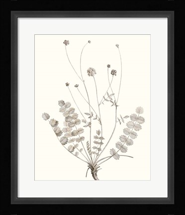 Framed Neutral Botanical Study IX Print