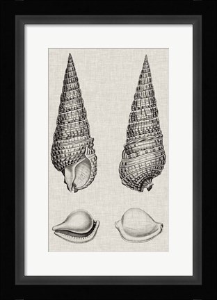 Framed Charcoal &amp; Linen Shells I Print