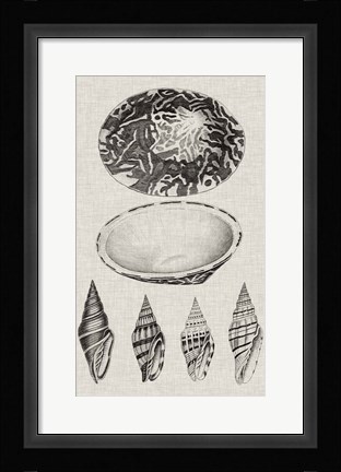 Framed Charcoal &amp; Linen Shells III Print