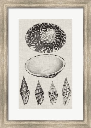 Framed Charcoal &amp; Linen Shells III Print
