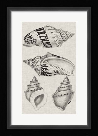 Framed Charcoal &amp; Linen Shells IV Print
