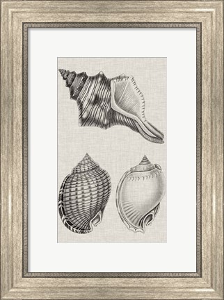 Framed Charcoal &amp; Linen Shells V Print