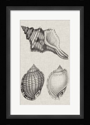 Framed Charcoal &amp; Linen Shells V Print