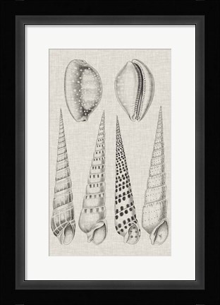 Framed Charcoal &amp; Linen Shells VI Print
