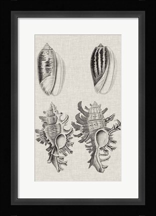 Framed Charcoal &amp; Linen Shells VII Print