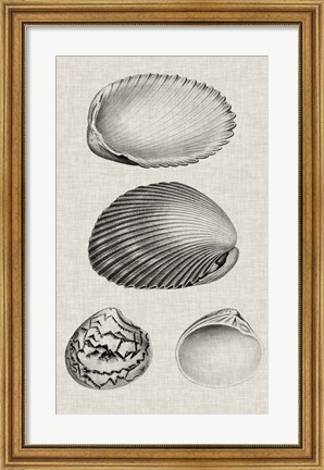 Framed Charcoal &amp; Linen Shells VIII Print