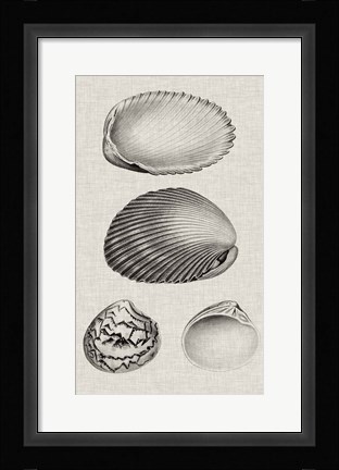Framed Charcoal &amp; Linen Shells VIII Print