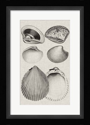 Framed Charcoal &amp; Linen Shells IX Print