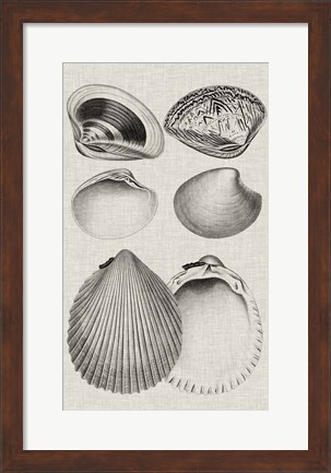 Framed Charcoal &amp; Linen Shells IX Print