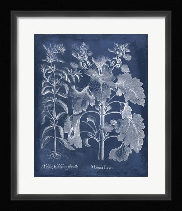 Framed Besler Leaves in Indigo I Print