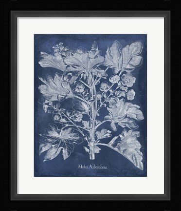 Framed Besler Leaves in Indigo II Print