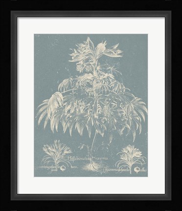 Framed Delicate Besler Botanical I Print