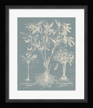 Framed Delicate Besler Botanical II Print