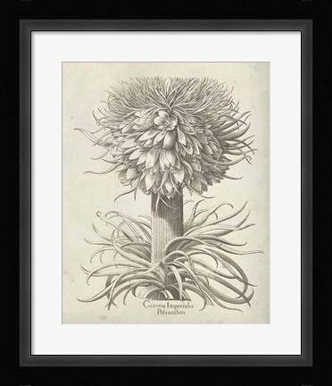 Framed Fresco Crown Imperial I Print