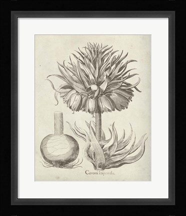 Framed Fresco Crown Imperial II Print