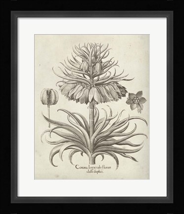 Framed Fresco Crown Imperial III Print