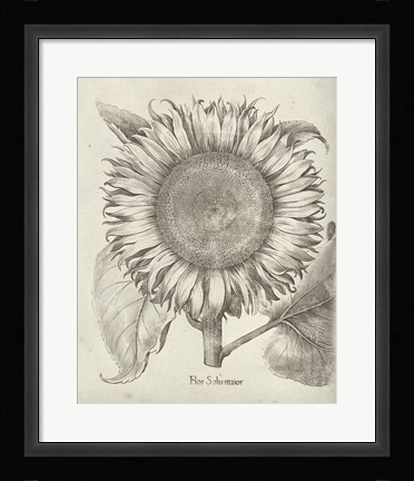 Framed Fresco Sunflower I Print