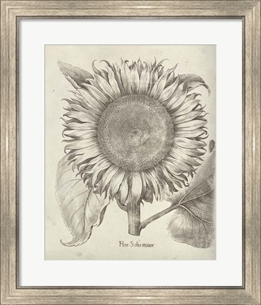 Framed Fresco Sunflower I Print