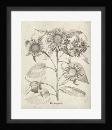 Framed Fresco Sunflower II Print