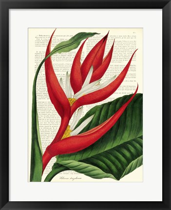 Framed Vintage Botany I Print