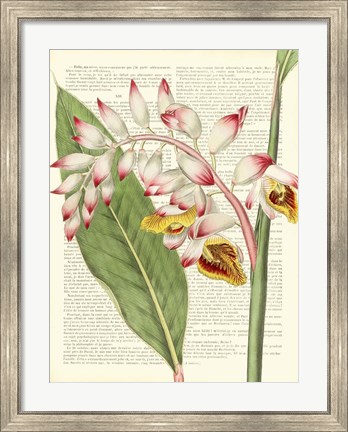 Framed Vintage Botany II Print