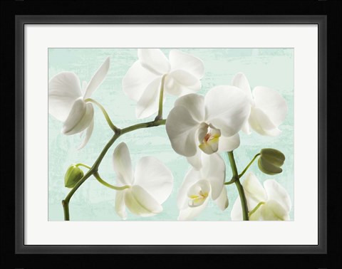Framed Celadon Orchids Print